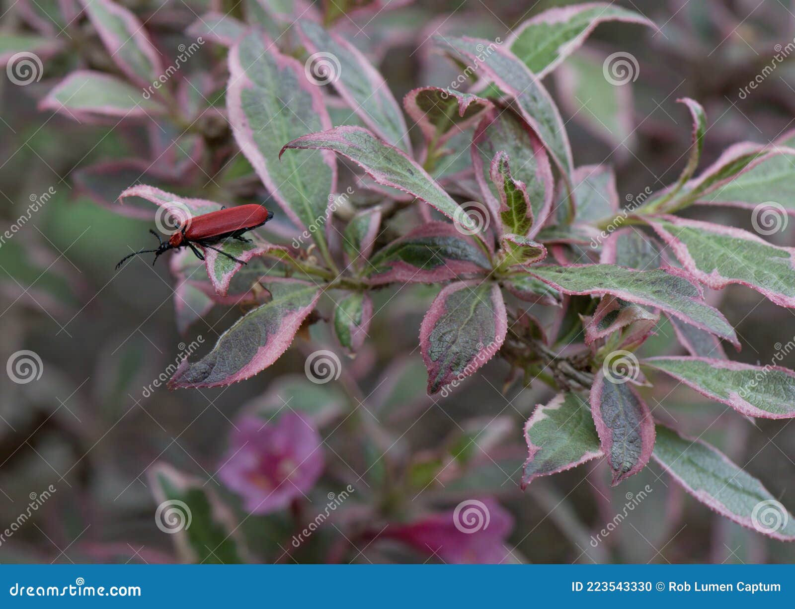 old-fashioned weigela florida monet, rosey-pink, tubular flowers with red beetle